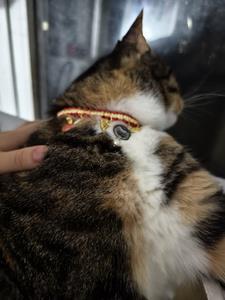 绝品乡村小神医陈宇飞